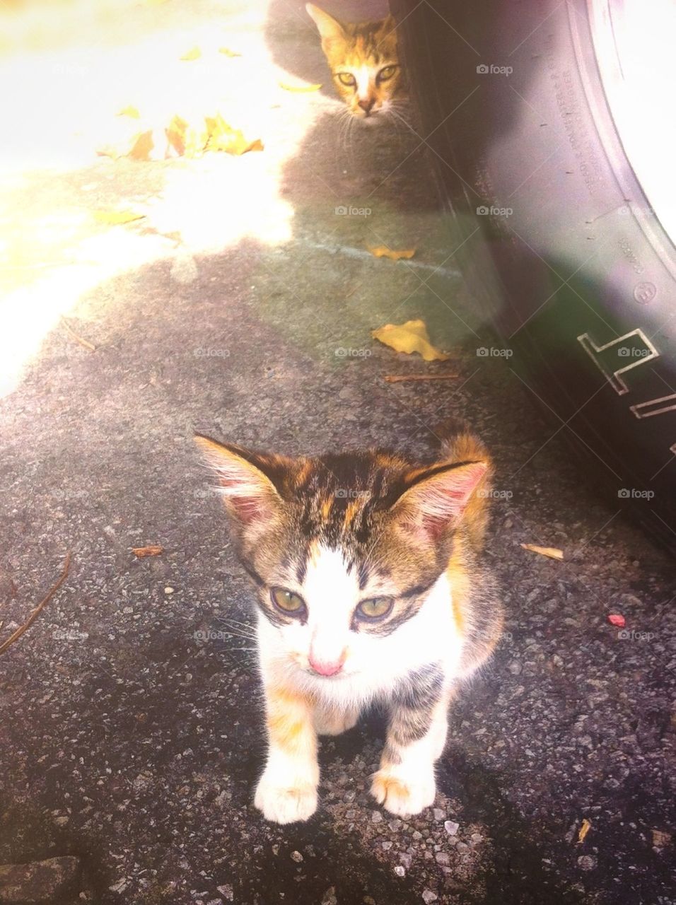 Kittens playing under a car