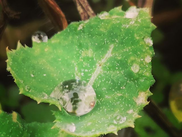 A drop