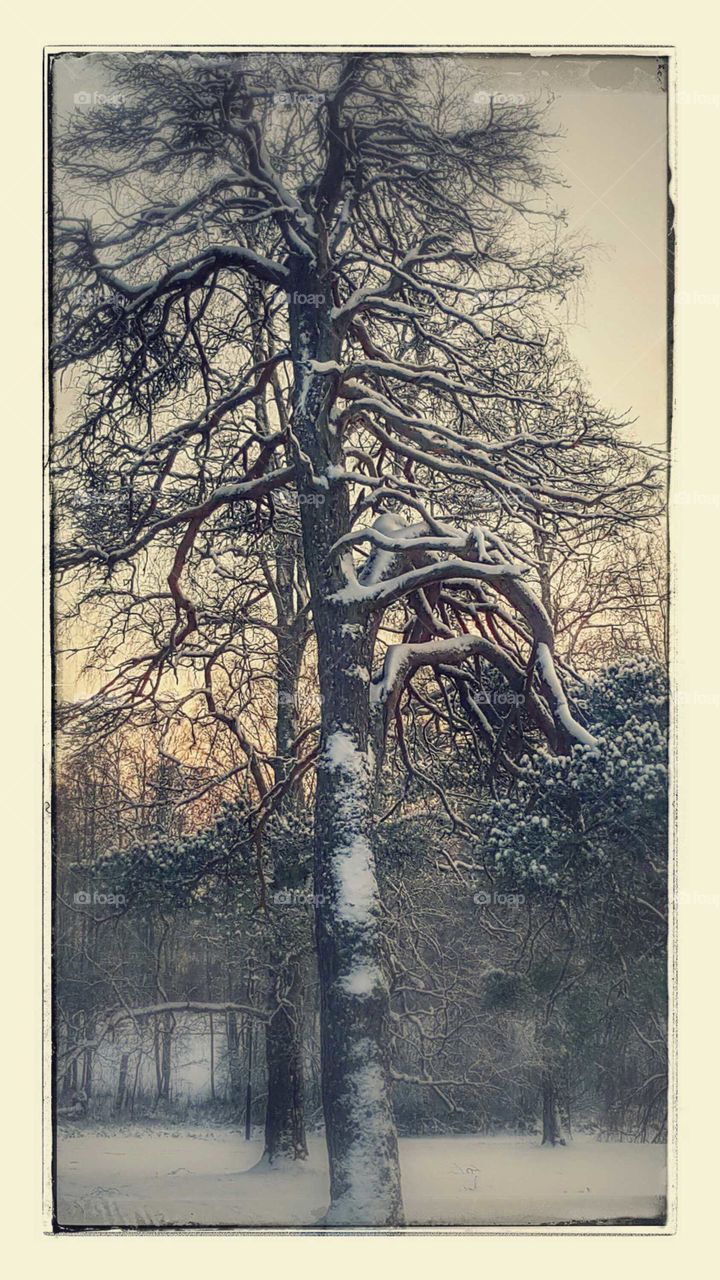 vintage tree with snow