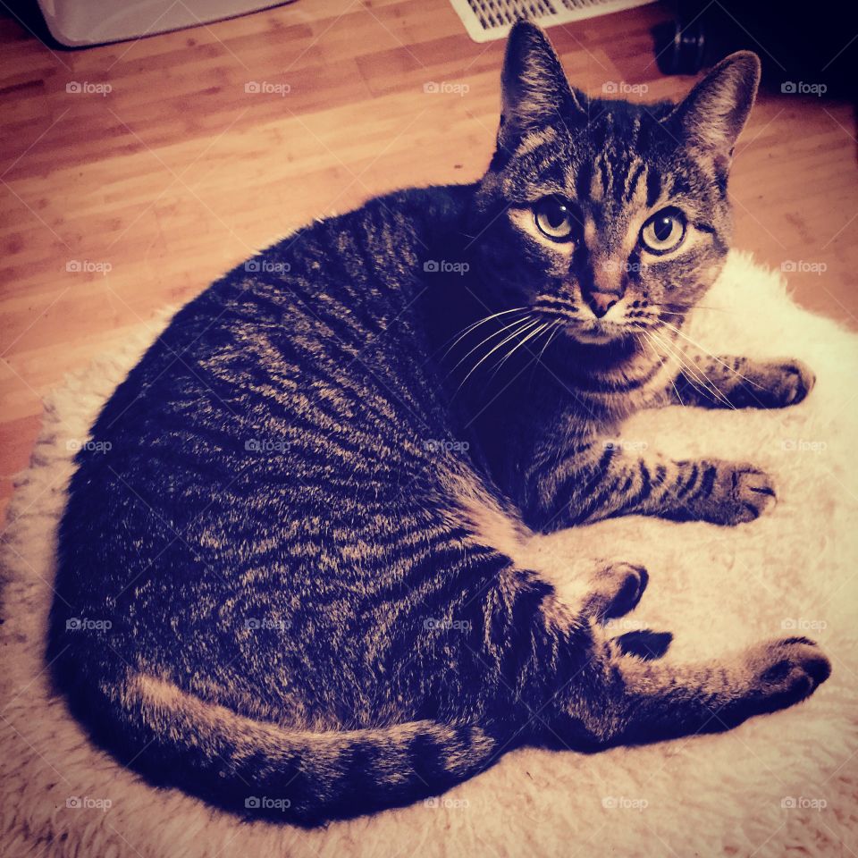 Peep the tabby kitty