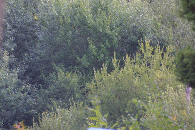 trees and forest