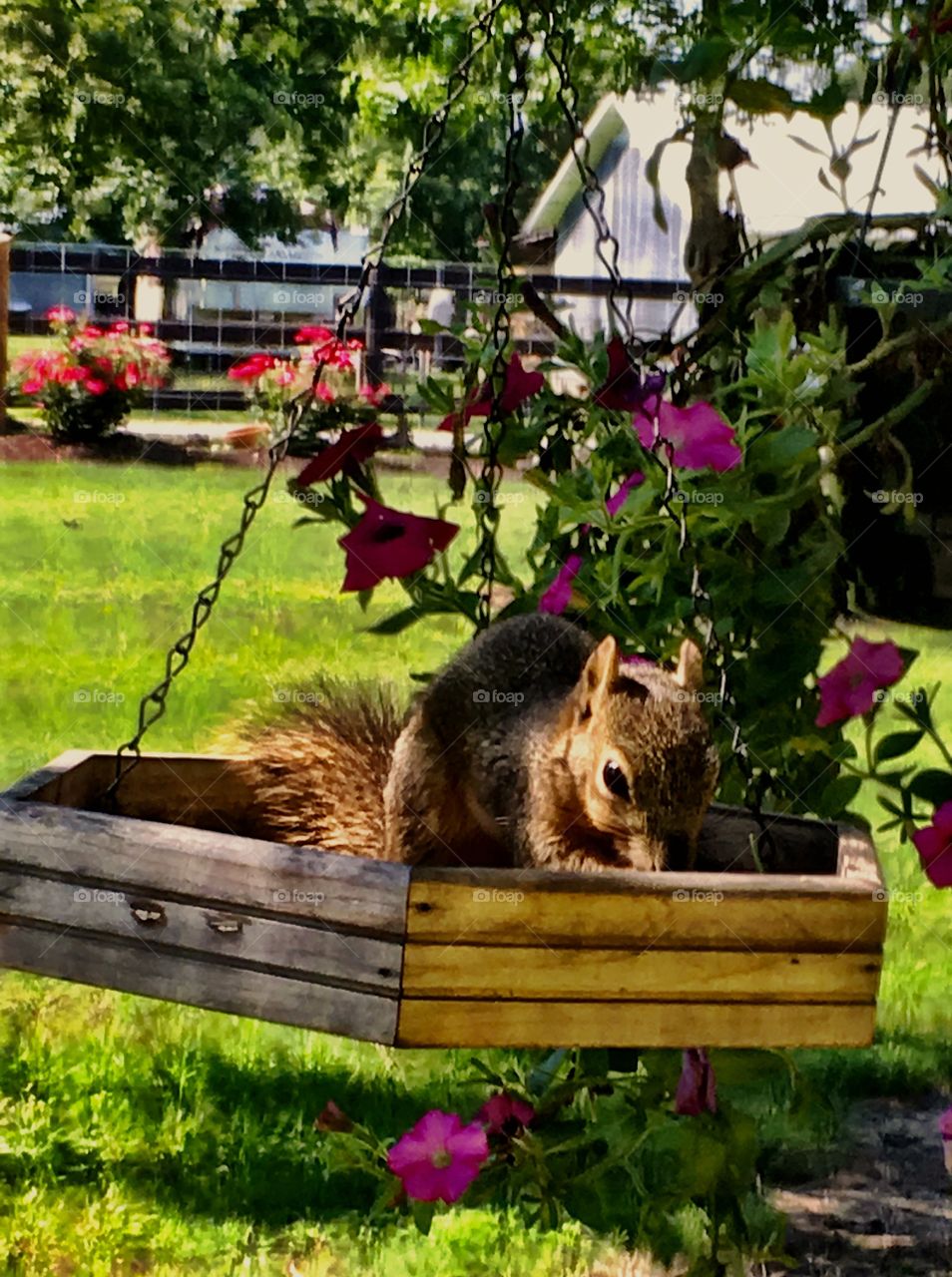 Squirrel in bird feeder 