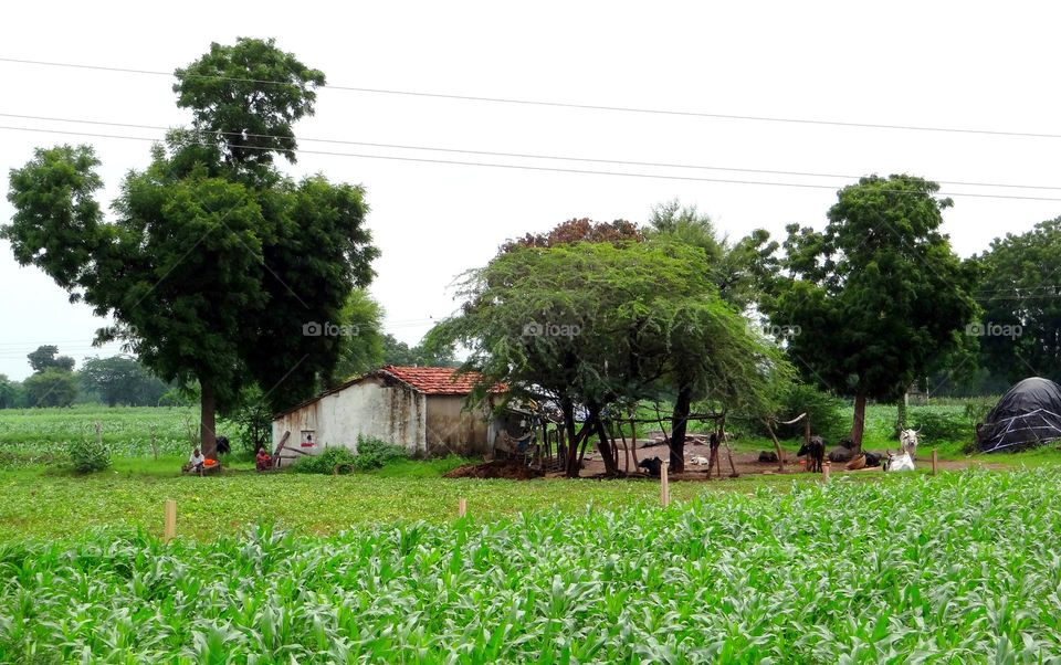 Village full of greenery #meadows #grassland #trees #hut #crop #serene #calm #noisefree #people #animals