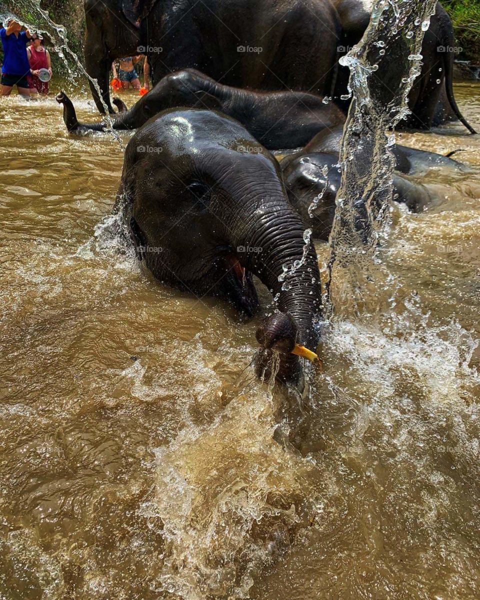 Elephant take a shower