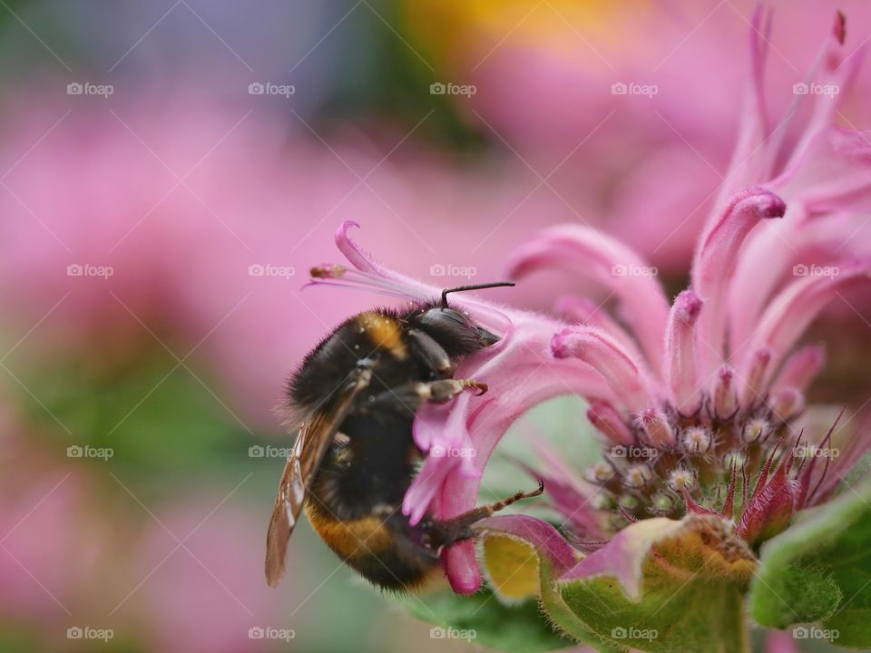 Bumblebee on flower