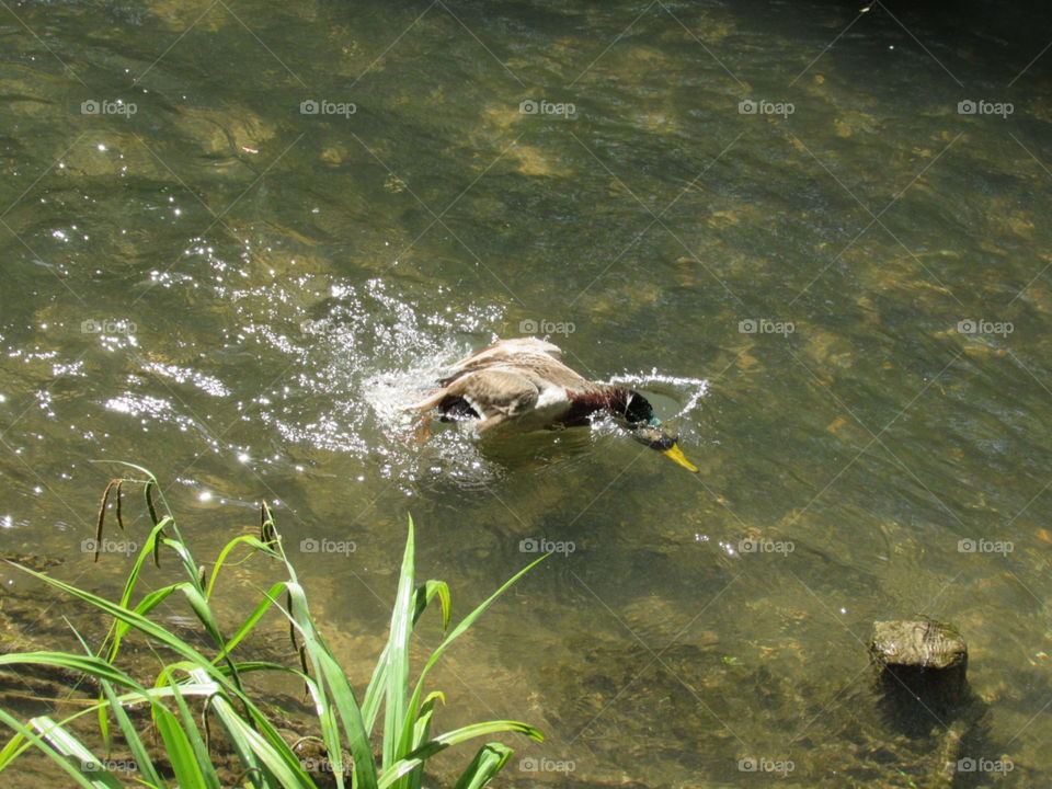 Duck dive