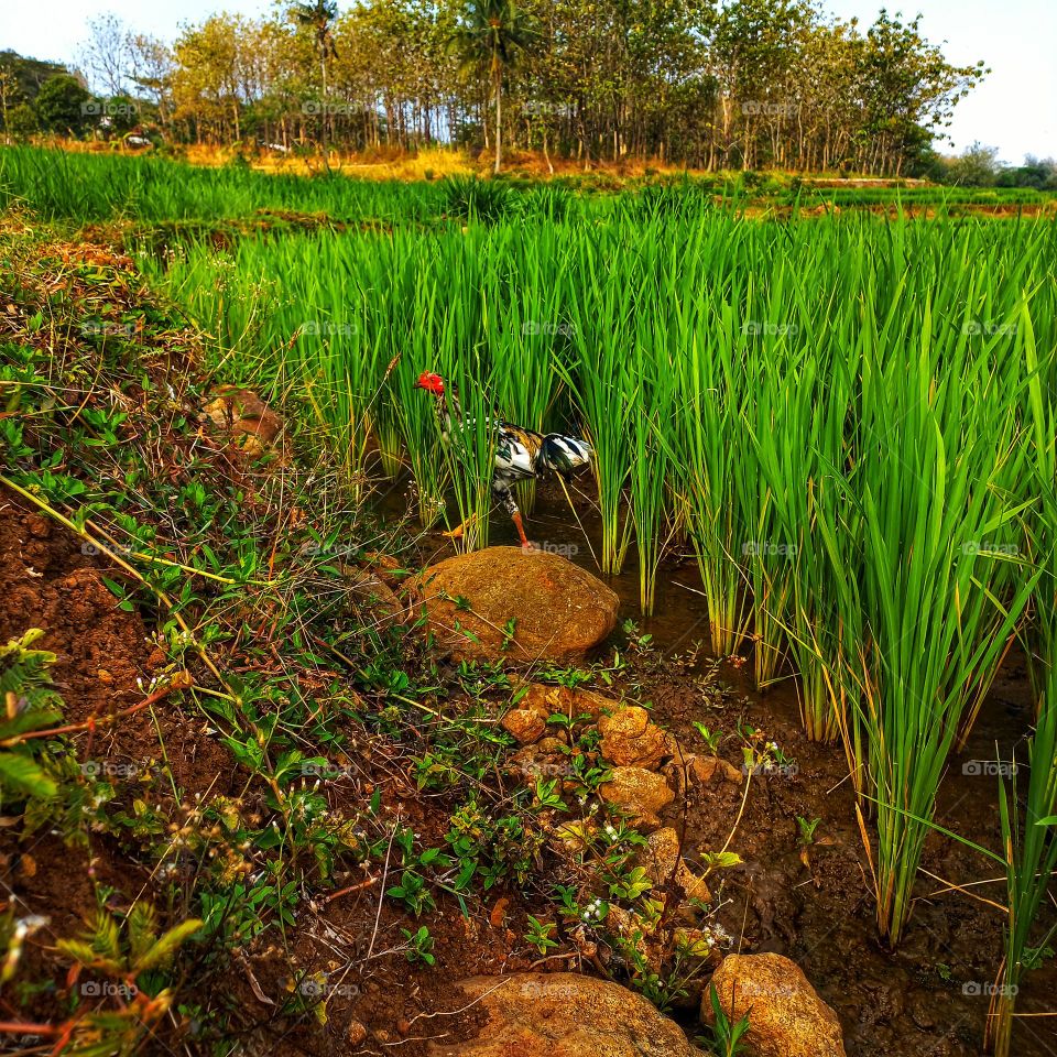A rooster looking for food in the rice fields