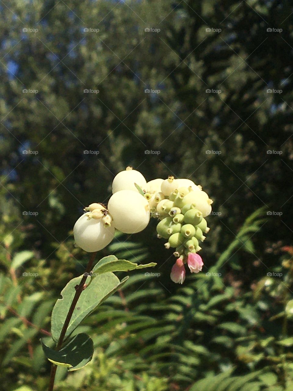 Between fruits and flowers