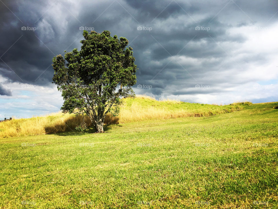 A Lonely Tree