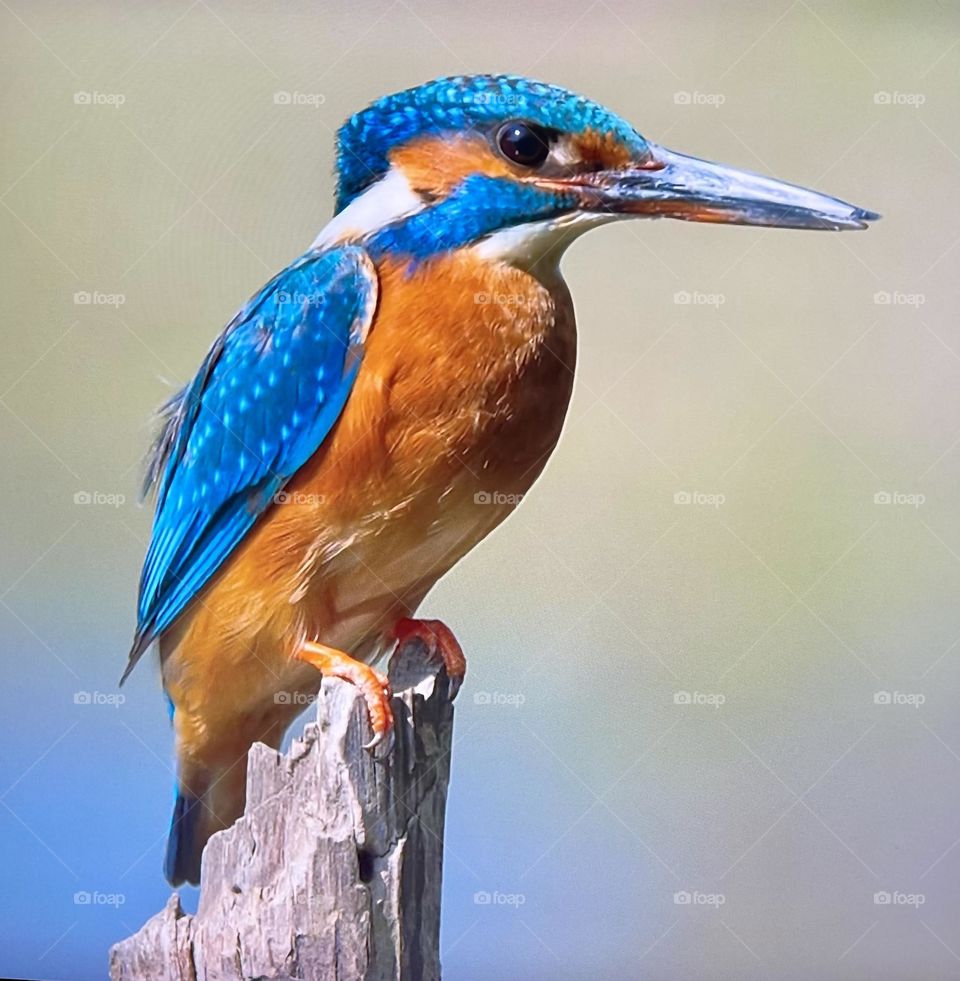 A Kingfisher perched on a tree stump beside a river.