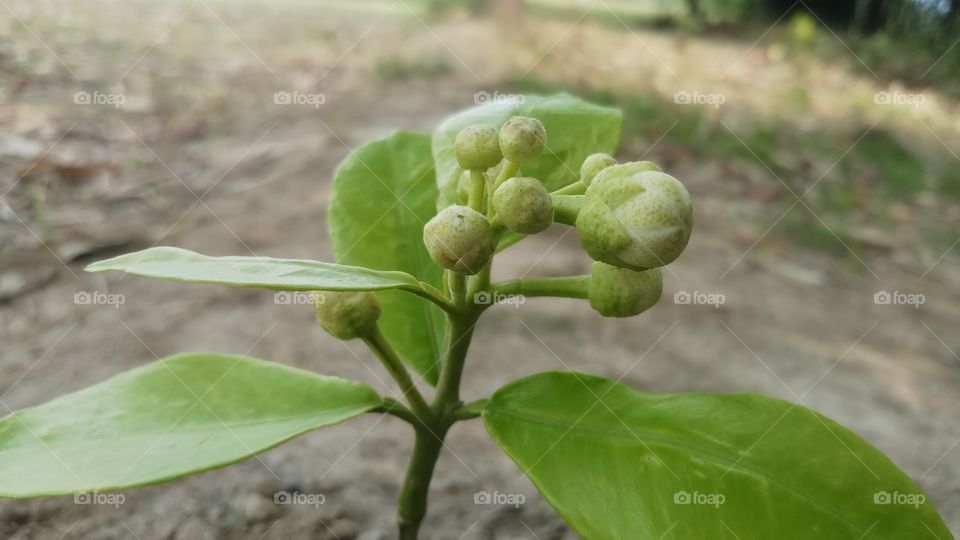 Beautiful Flowering plants is founded in Spring time