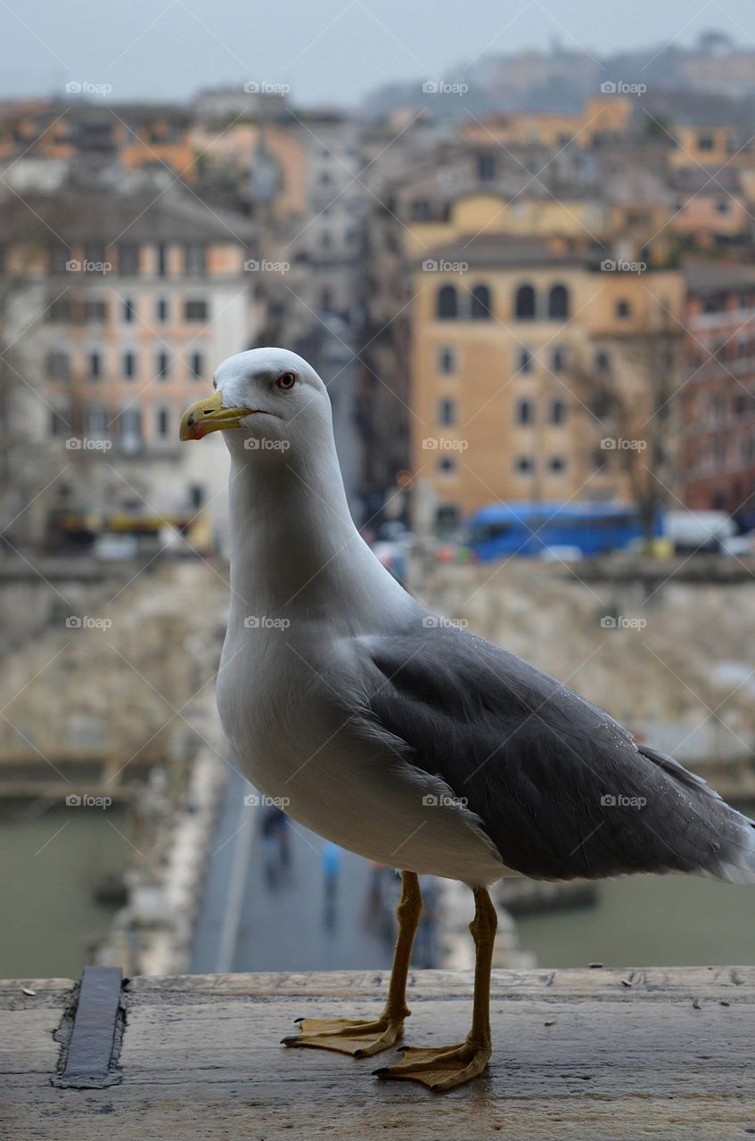 Una gaviota que posaba adelante de un asombroso paisaje