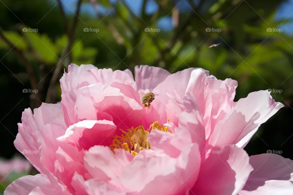 flower