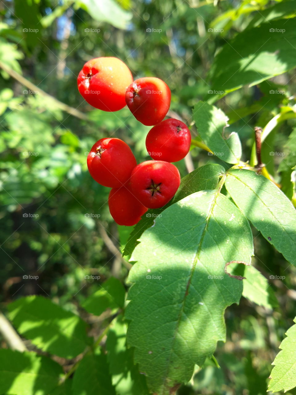 Rowan in a summer forest