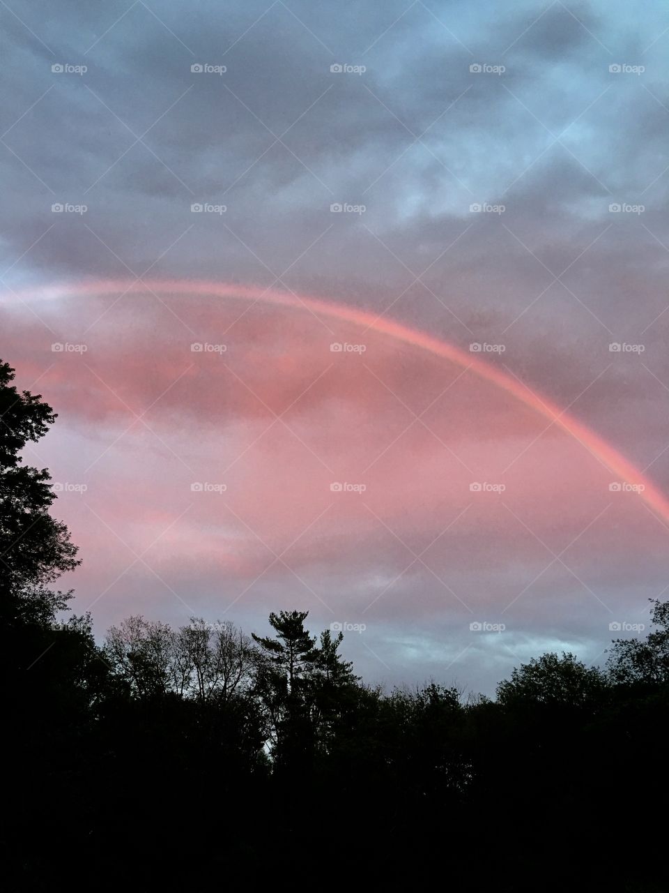 Pink rainbow over tree line after evening shower.