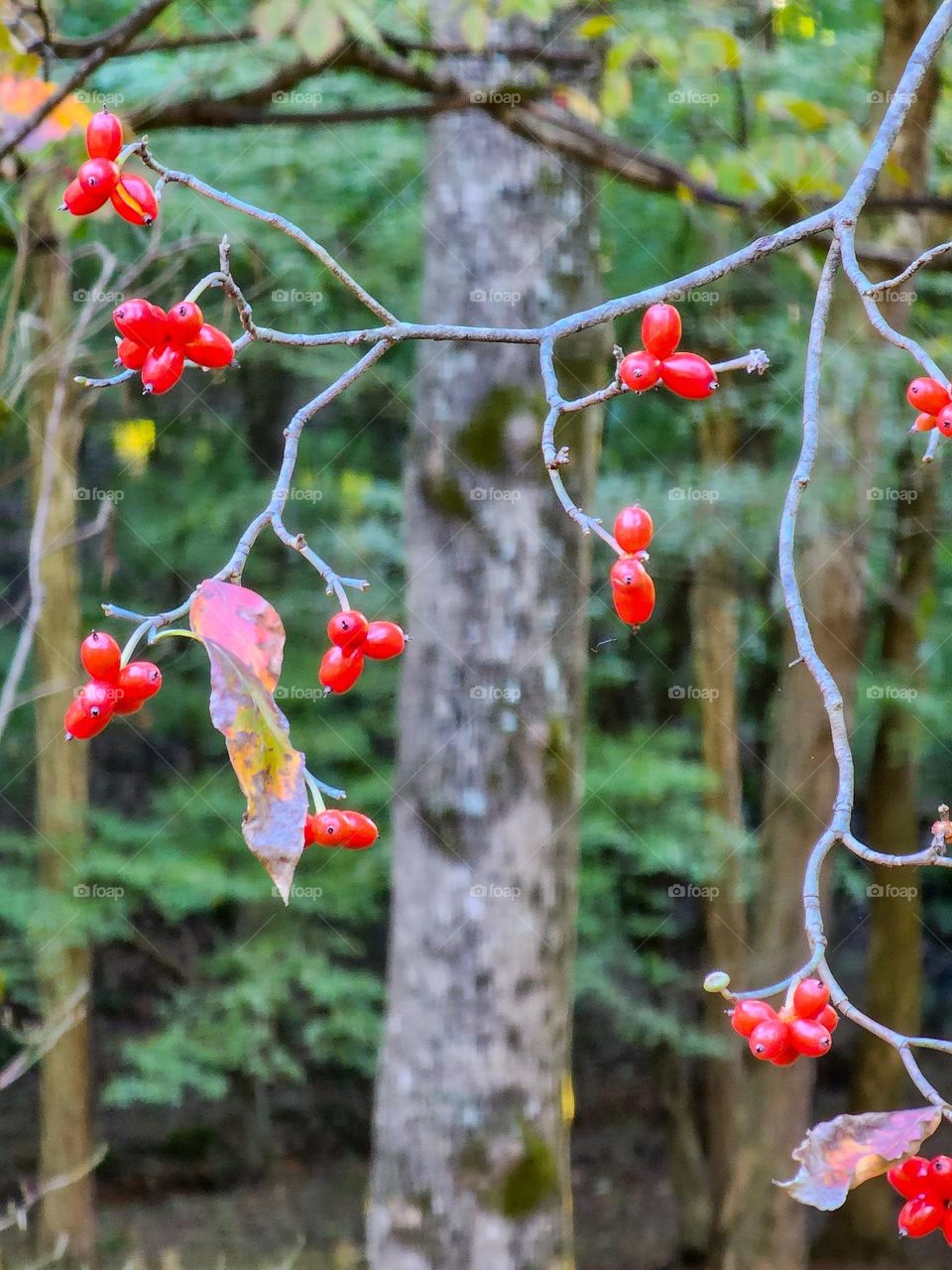 Brightly colored berries sprout from thin branches in a fall setting