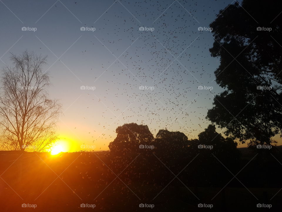 Grasshoppers at Dusk