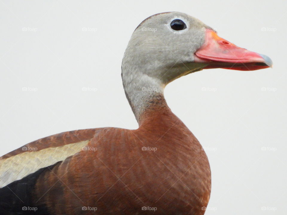 Closeup profile whistling duck orange beak gray brown body