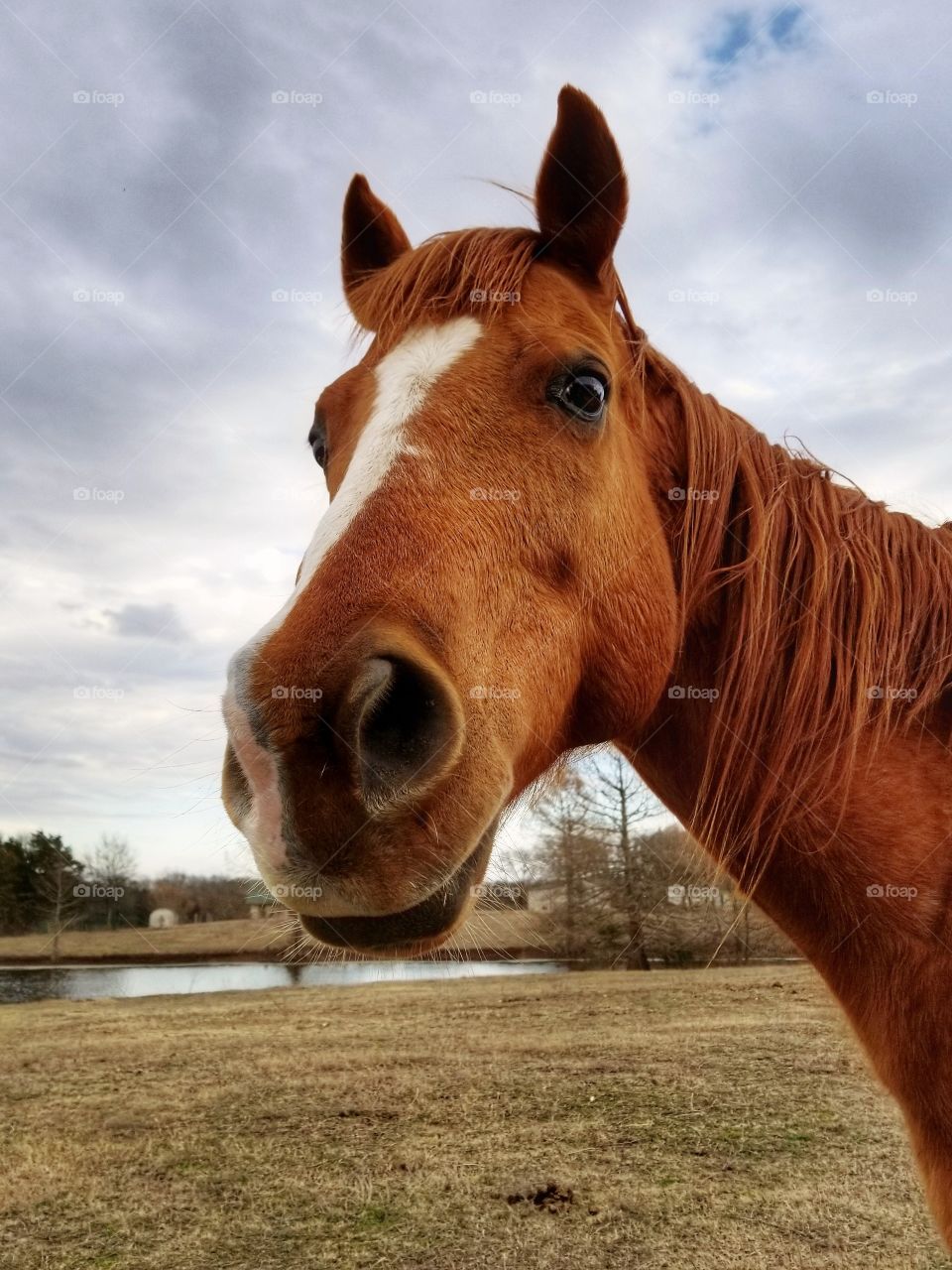 Quarter Horse in Winter