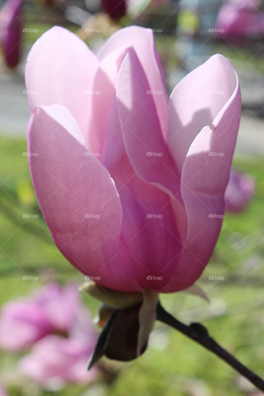 tulip tree flower