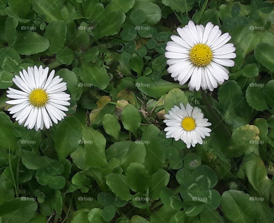 daisies in my garden