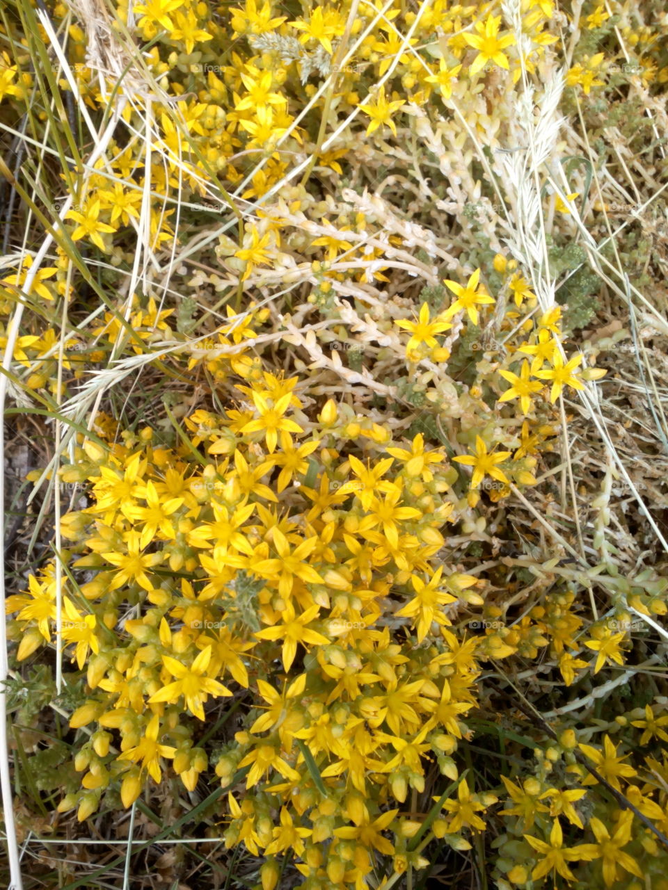 Nature, Flora, Season, Branch, Tree