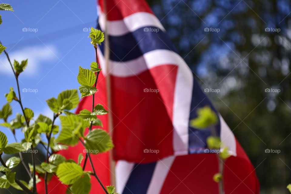 Norwegian Birch and Flag