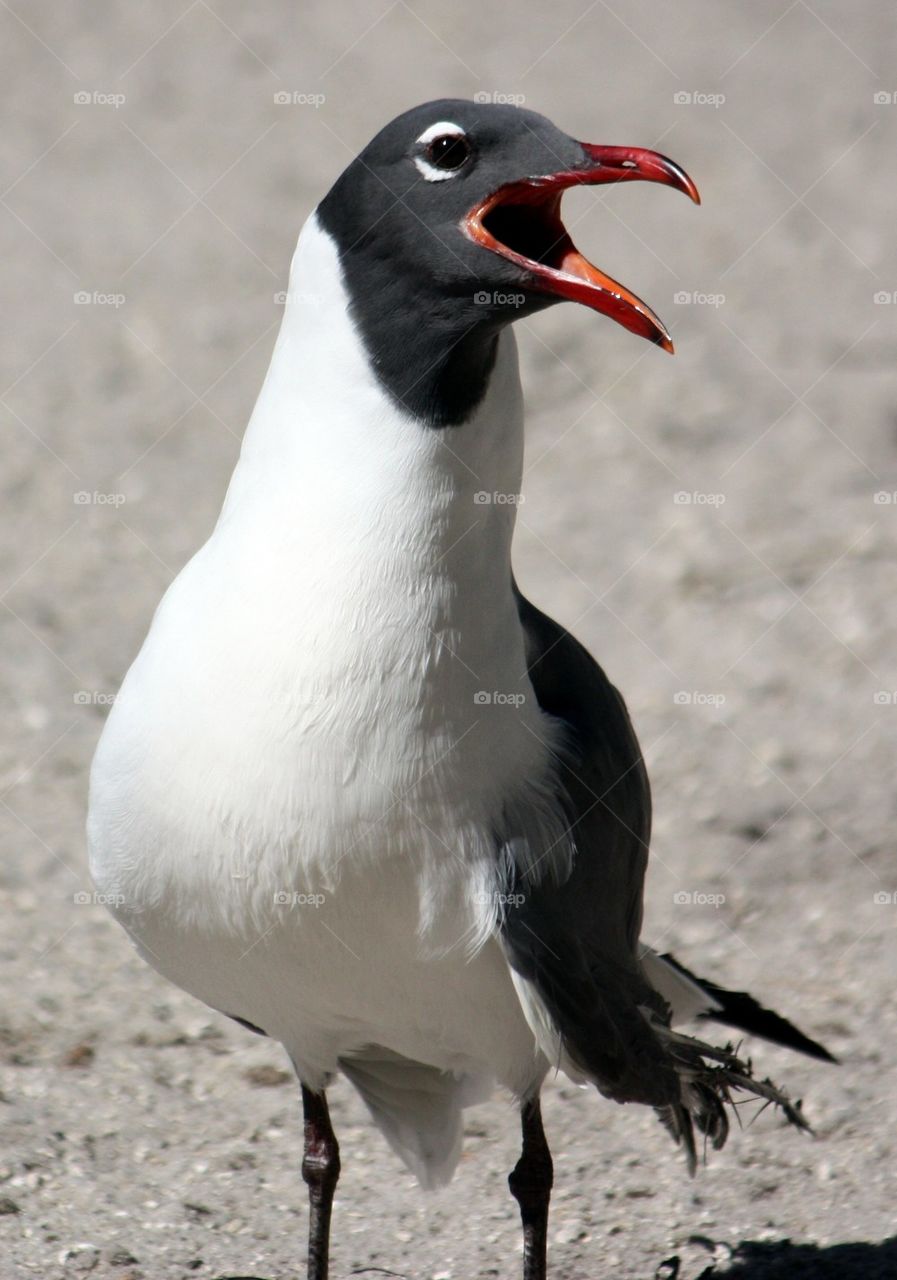 Portrait of a seagull