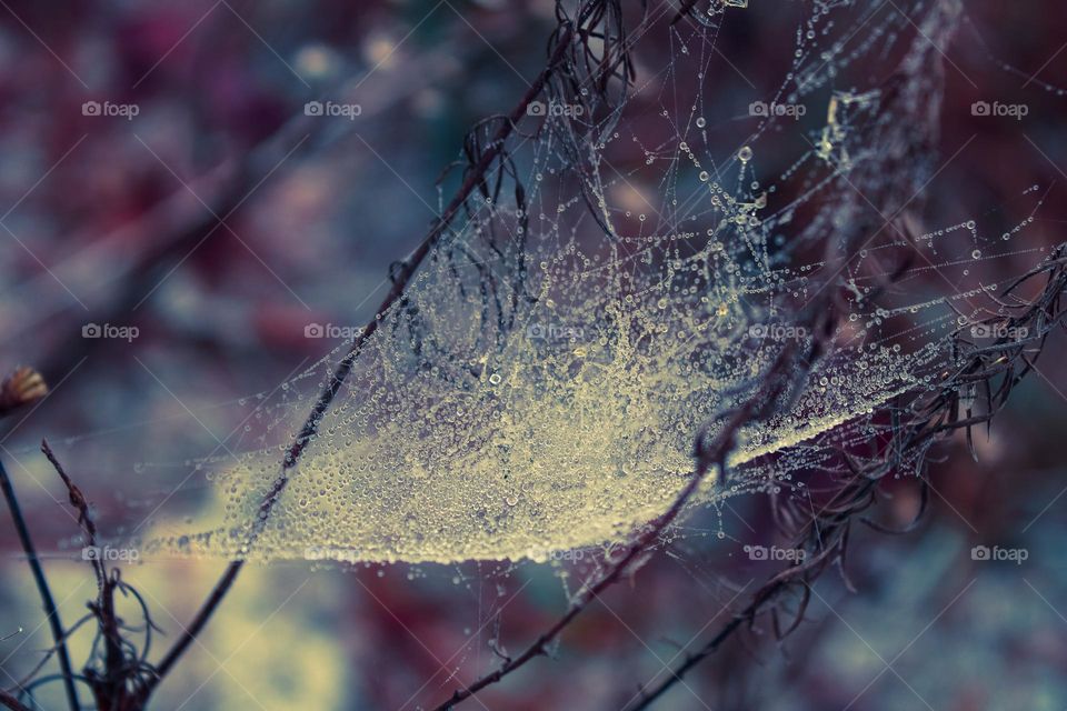 Spider web 