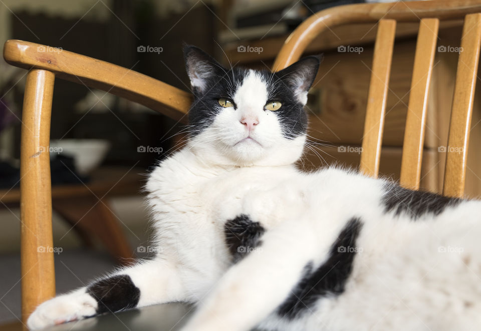 Portrait of a large black and white cat laying back on a wooden chair.