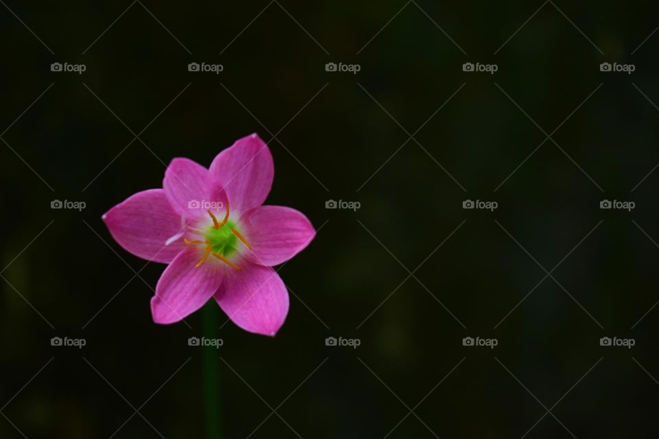 single pink color flower against black background