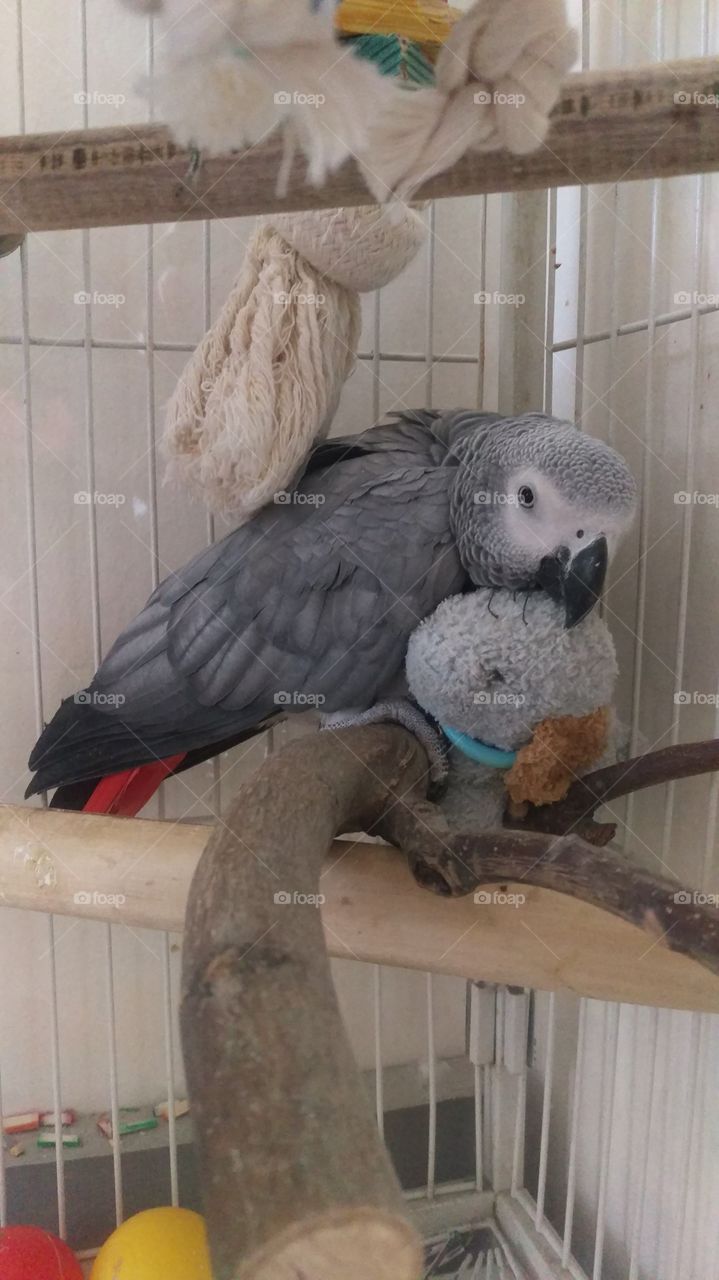 African grey parrot