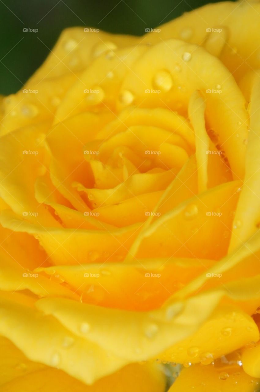 Yellow rose after the rain