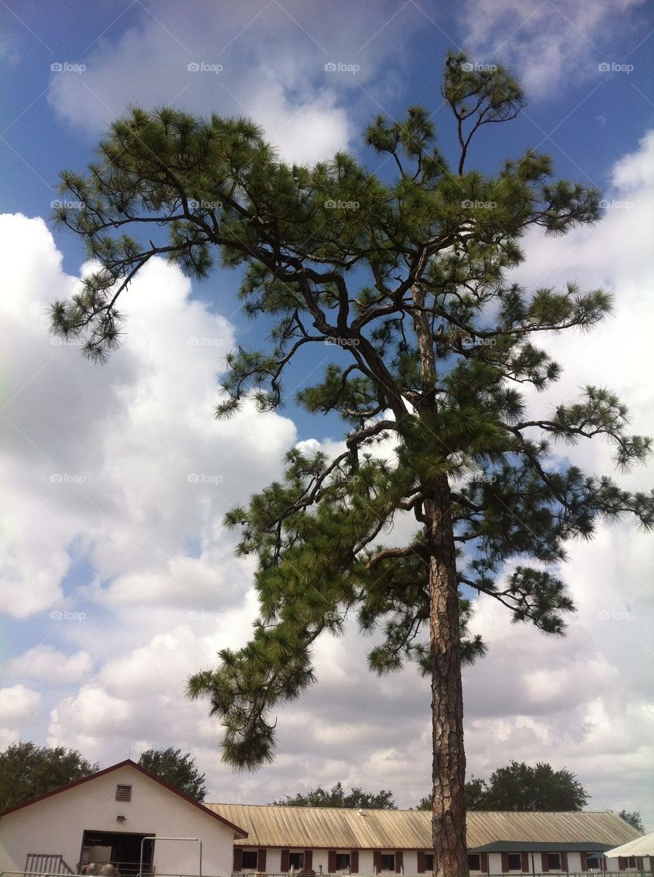Pine Tree in the Clouds