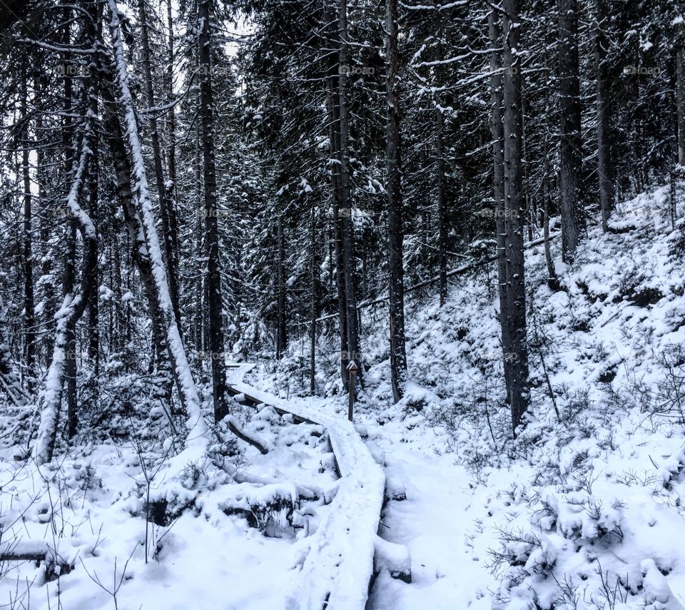 Wooden footpath through the winter wonderland 