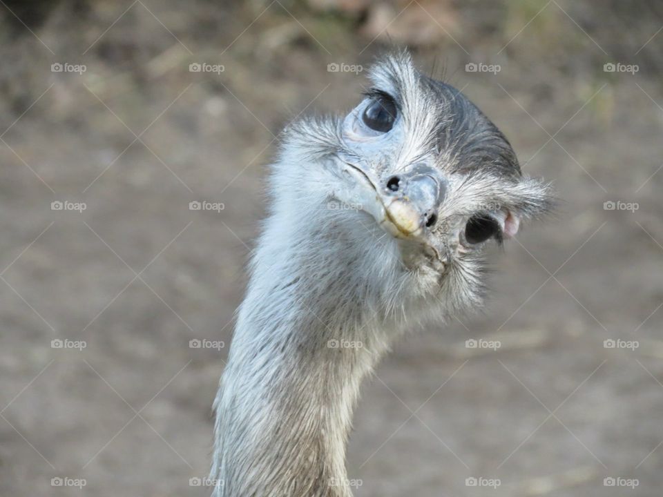 Ostrich looking at us with a funny look