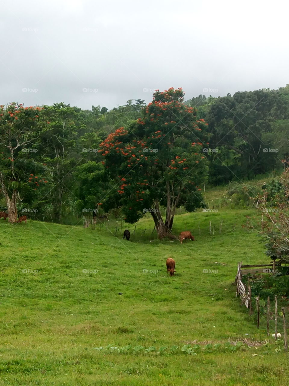 grazing cattle in tropical pasture