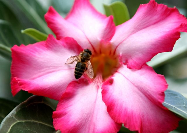 Macro shot of honey bee on flower