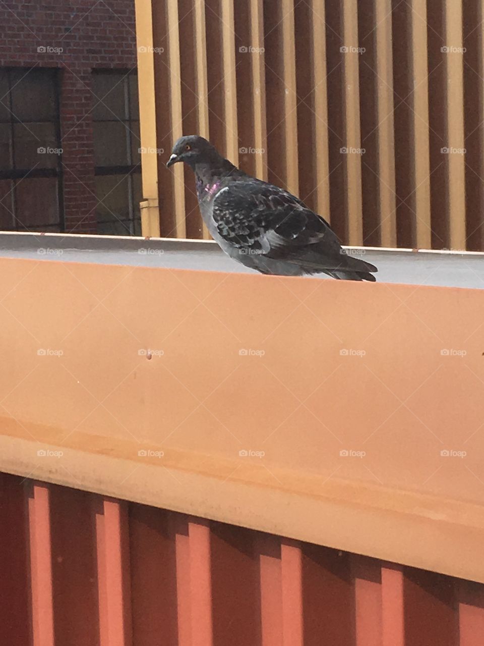 Pigeon at a roof 