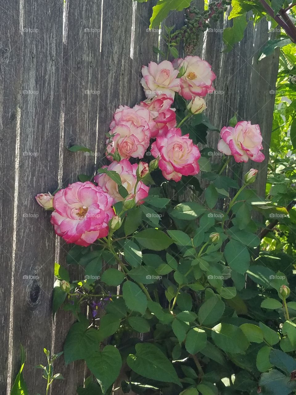 roses are pink