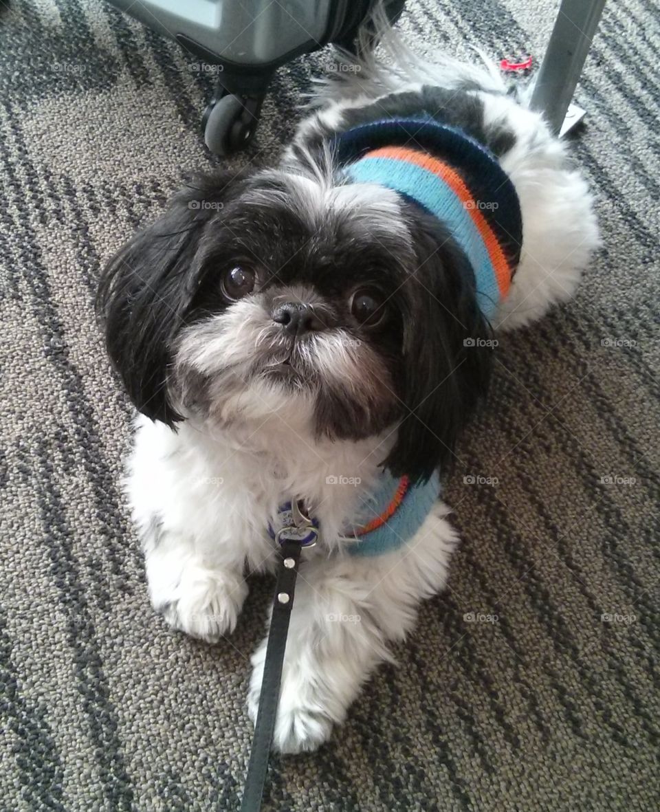 Shih Tzu wearing sweater and ready for travel
