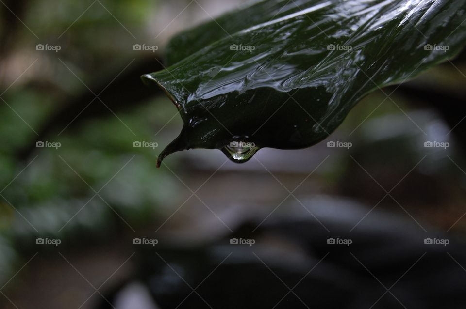 Water drop on leaf