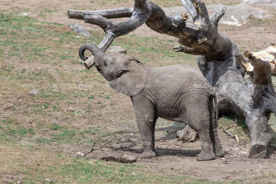 Playful baby elephant 
