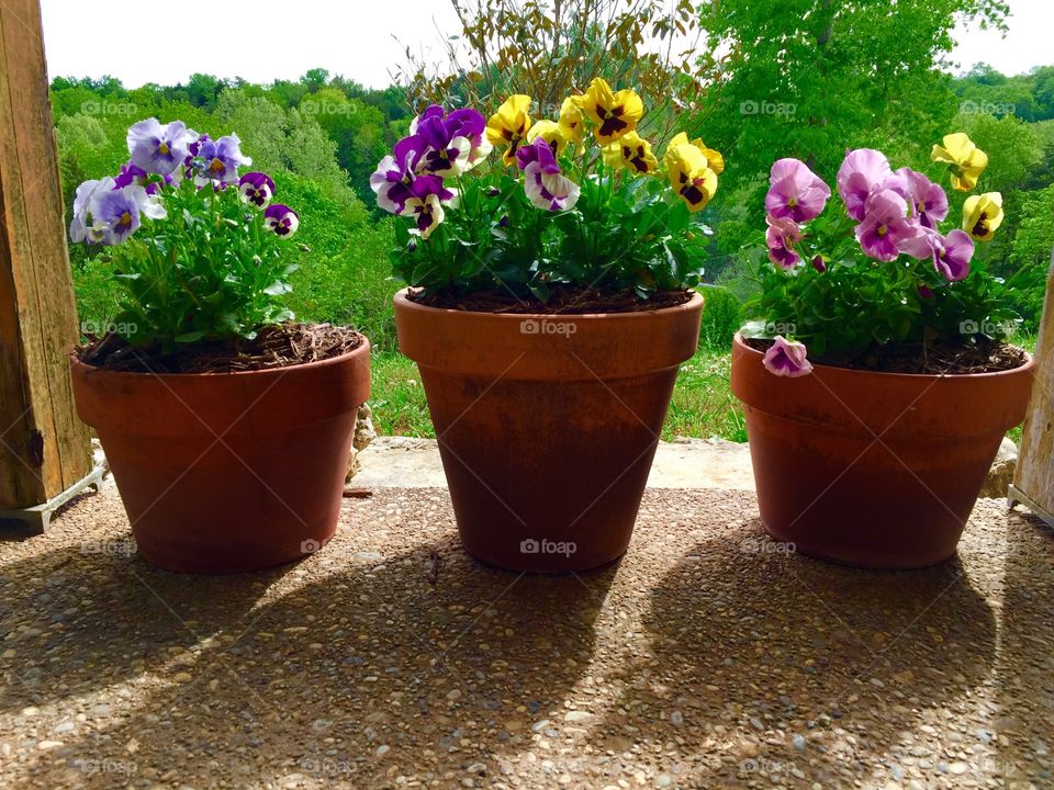 Pansies in clay pots