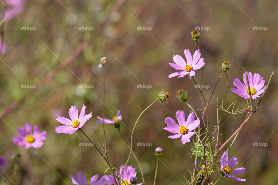 The glorious Mother Nature