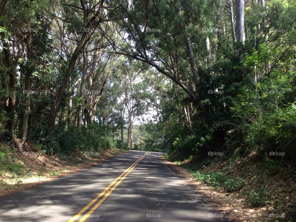 Tree lined road