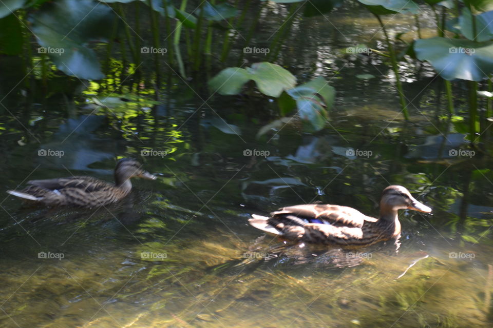 ducks in water