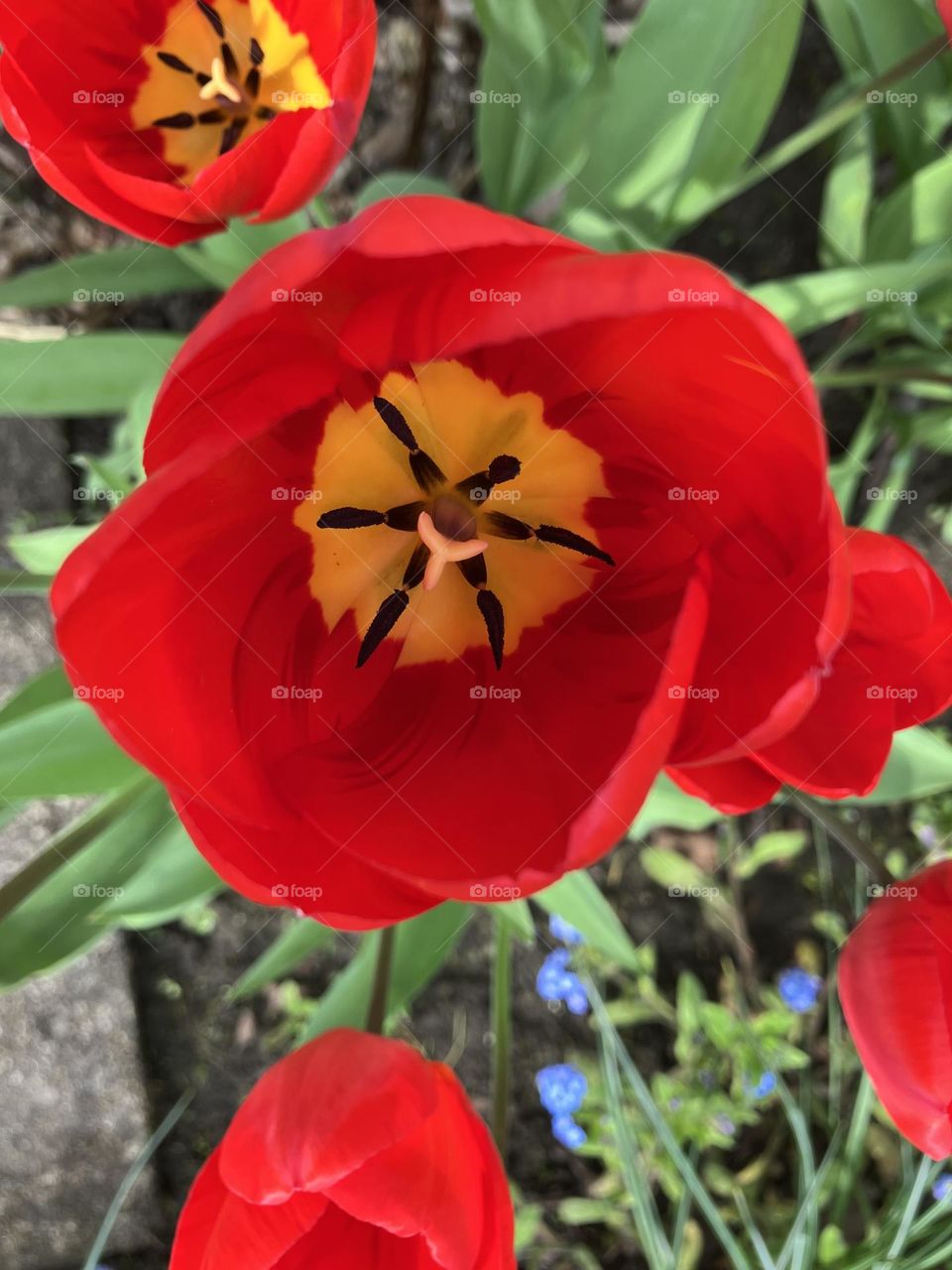 Tulips with petals fully open in the Spring sunshine 