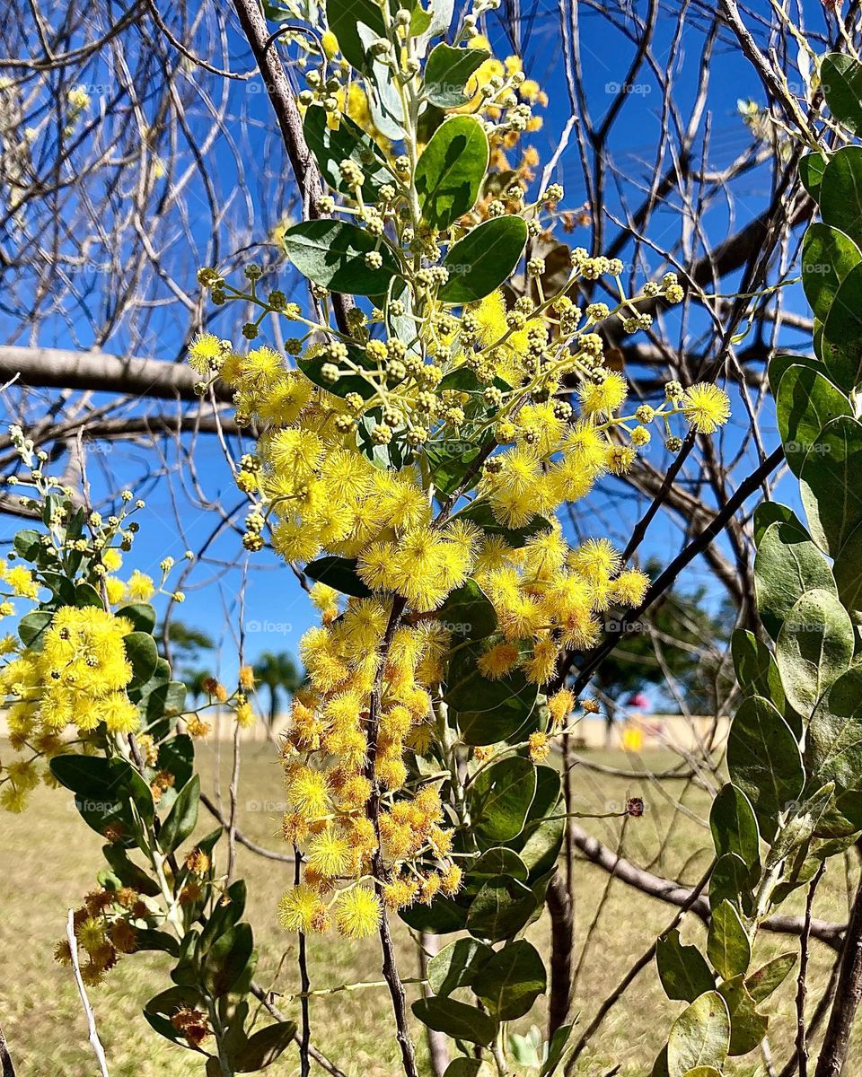 🌹 🇺🇸 Very beautiful flowers to brighten our day.  Live nature and its beauty. Did you like the delicate petals? / 🇧🇷 Flores muito bonitas para alegrar nosso dia. Viva a natureza e sua beleza. Gostaram das pétalas delicadas? 