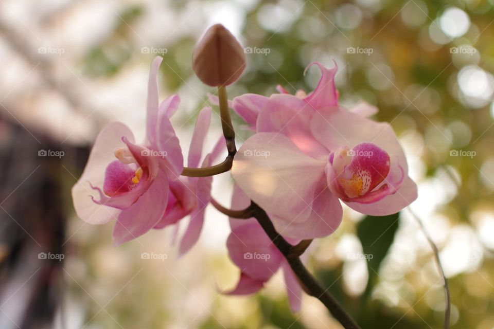 beautiful orchids in the early morning, with fresh petals in the morning sunlight, soft bokeh background